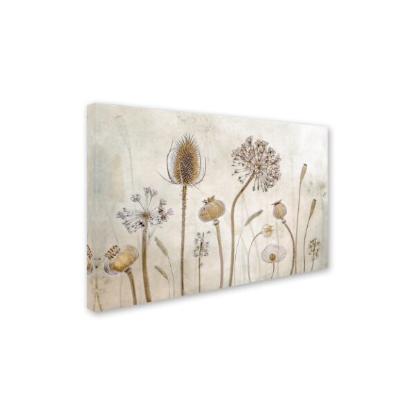 Mandy Disher 'Growing Old' Canvas Art,16x24